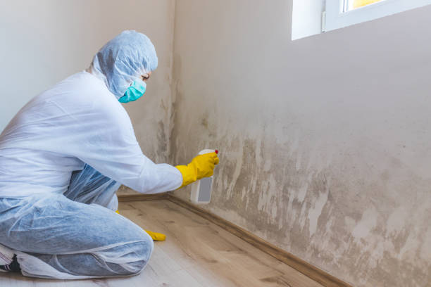 Licensed Mold Inspection service in Wheaton, MD - WQB Mold Removal