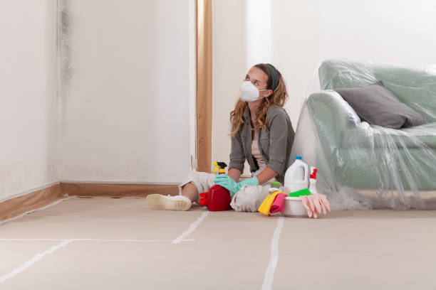 Trusted Mold Inspection service in Wheaton, MD - WQB Mold Removal